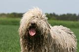 KOMONDOR 029